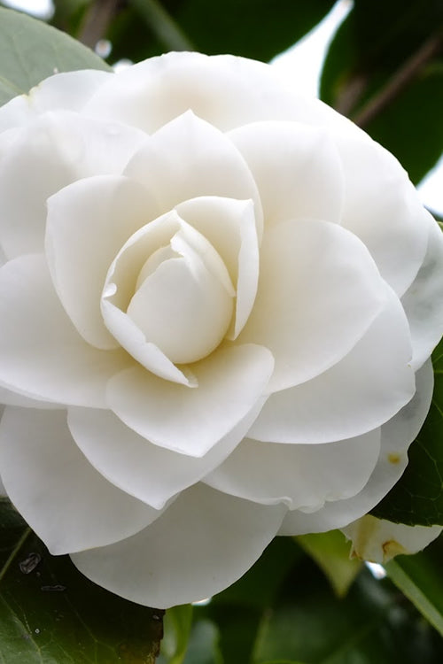  Morning Glow Camellia Japonica - 3 Gallon Pot