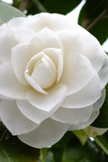  Morning Glow Camellia Japonica - 3 Gallon Pot