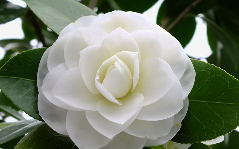  Morning Glow Camellia Japonica - 3 Gallon Pot