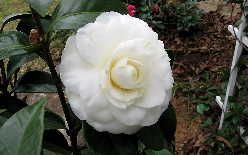  Morning Glow Camellia Japonica - 3 Gallon Pot