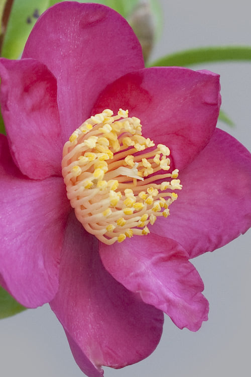  Nokorika Fragrant Purple Camellia - 3 Gallon Pot
