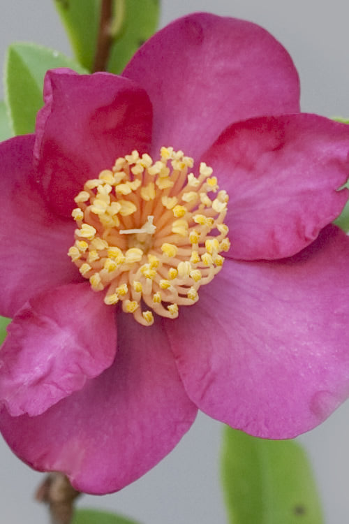  Nokorika Fragrant Purple Camellia - 3 Gallon Pot