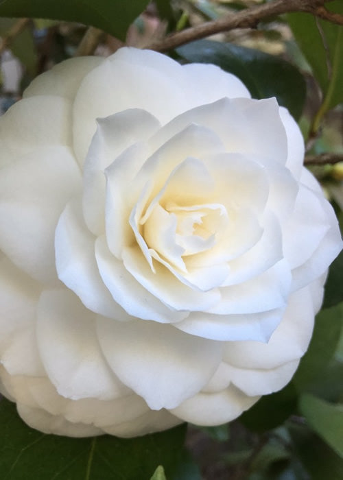  Nuccio's Gem Camellia Japonica - 3 Gallon Pot