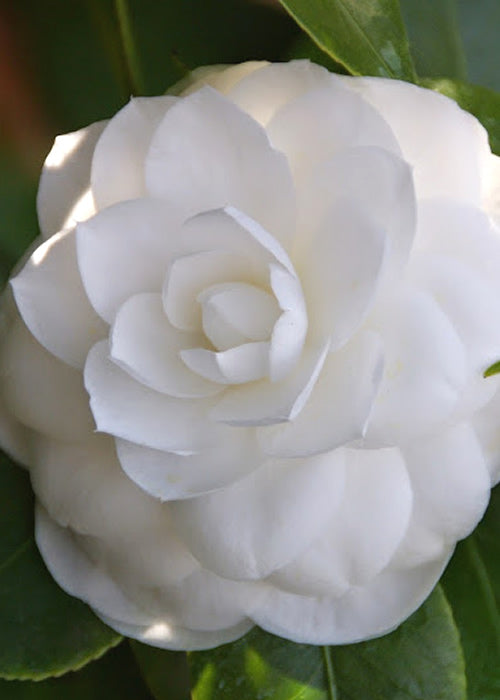  Nuccio's Gem Camellia Japonica - 1 Gallon Pot