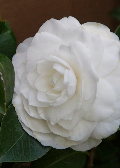  Nuccio's Gem Camellia Japonica - 1 Gallon Pot