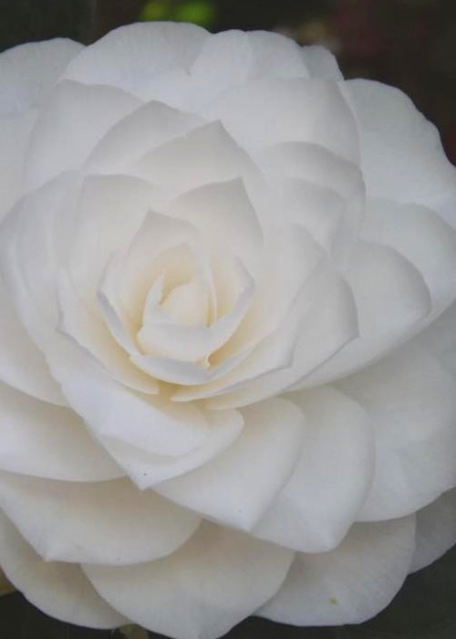  Nuccio's Gem Camellia Japonica - 3 Gallon Pot