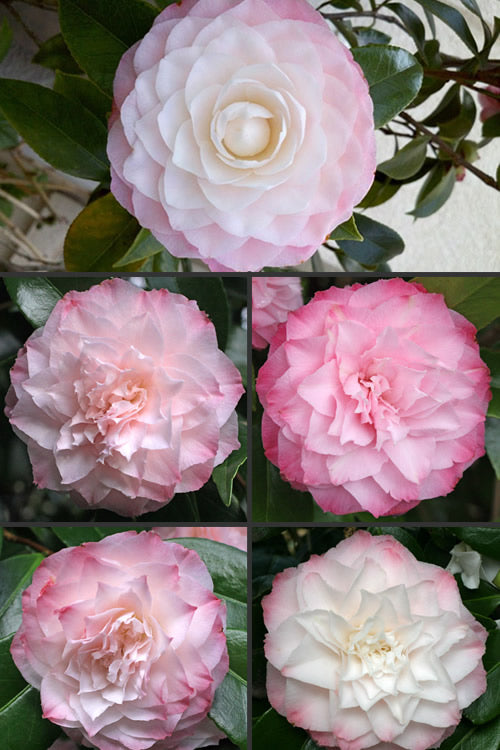  Nuccio's Pearl Camellia Japonica - 3 Gallon Pot