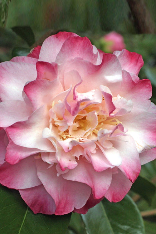  Nuccio's Jewel Camellia Japonica - 3 Gallon Pot