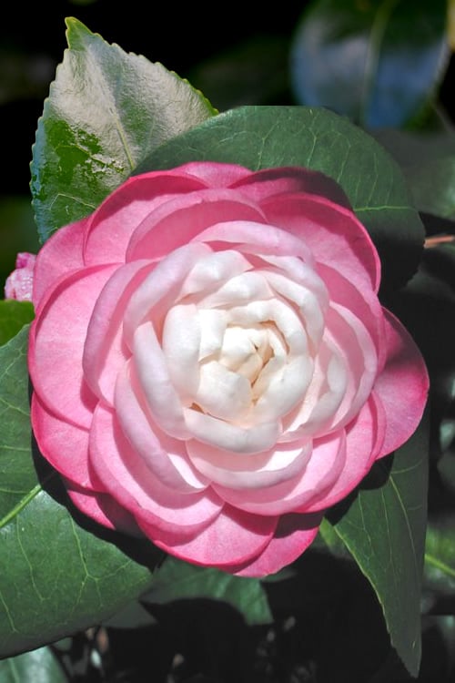  October Affair Camellia Japonica - 1 Gallon Pot
