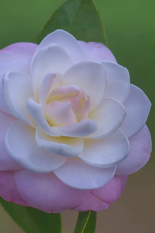  October Affair Camellia Japonica - 1 Gallon Pot