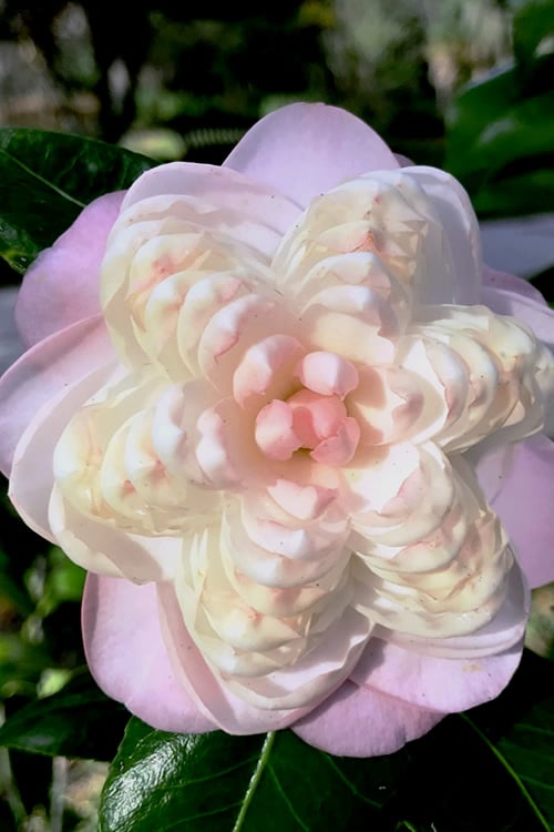 October Affair Camellia Japonica - 1 Gallon Pot