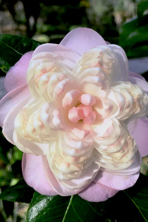  October Affair Camellia Japonica - 1 Gallon Pot