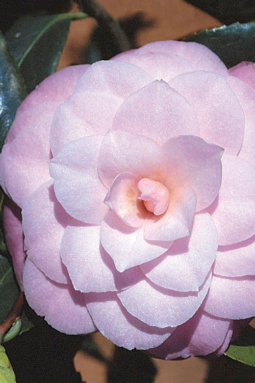  October Affair Camellia Japonica - 1 Gallon Pot