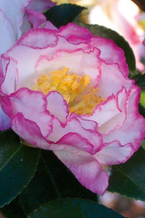  October Magic Inspiration Camellia - 1 Gallon Pot