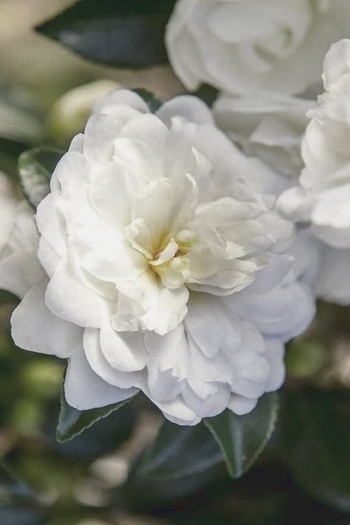  October Magic Bride Camellia - 2 Gallon Pot