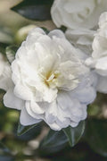  October Magic Bride Camellia - 2 Gallon Pot