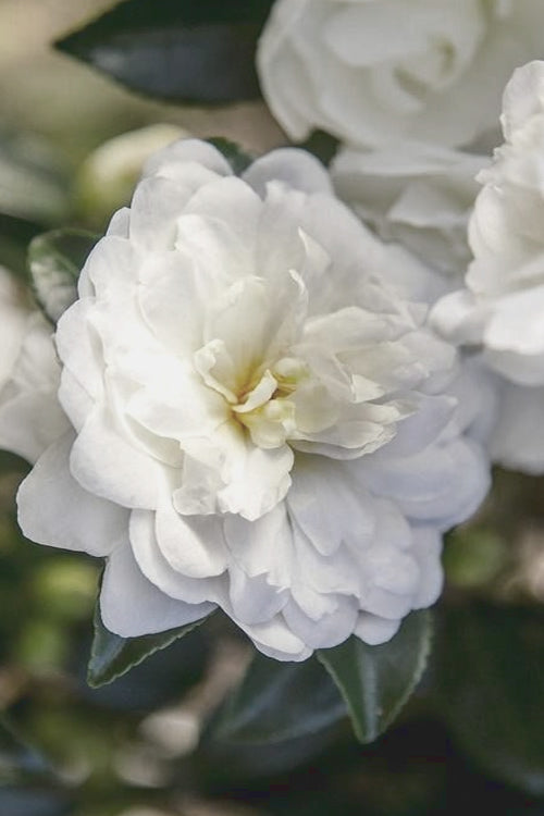  October Magic Bride Camellia - 2 Gallon Pot
