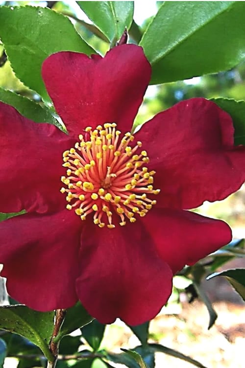  October Magic Crimson 'N Clover Camellia - 3 Gallon Pot