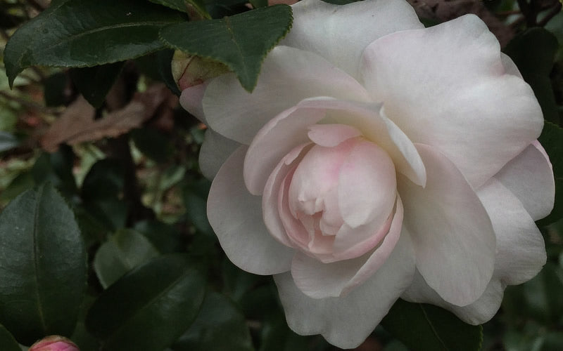  October Magic Dawn Camellia - 1 Gallon Pot