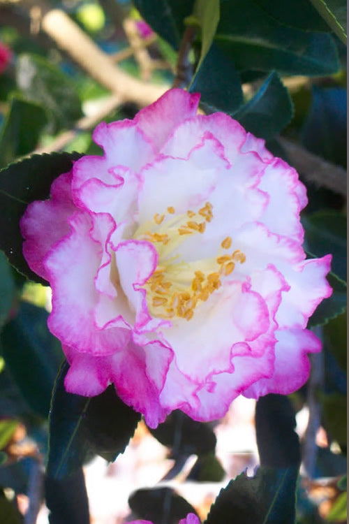  October Magic Inspiration Camellia - 1 Gallon Pot