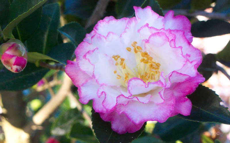  October Magic Inspiration Camellia - 2 Gallon Pot