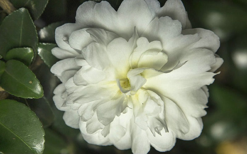  October Magic Ivory Camellia - 2 Gallon Pot