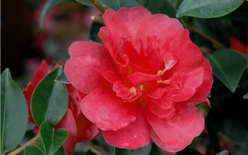  October Magic Rose Camellia - 3 Gallon Pot