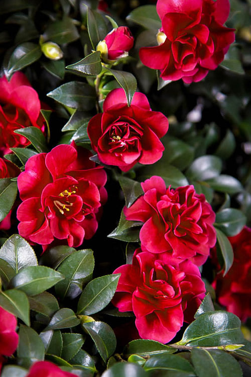  October Magic Ruby Camellia - 3 Gallon Pot