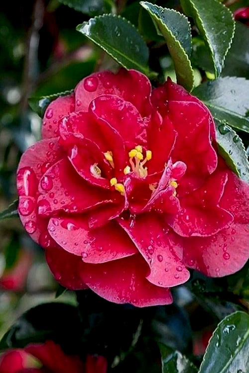  October Magic Ruby Camellia - 7 Gallon Pot