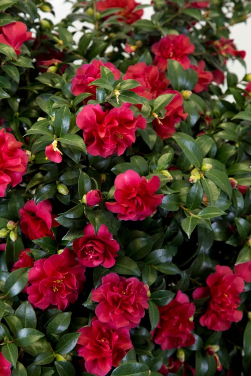  October Magic Ruby Camellia - 7 Gallon Pot