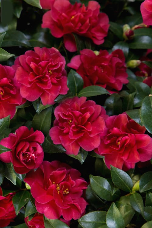  October Magic Ruby Camellia - 7 Gallon Pot