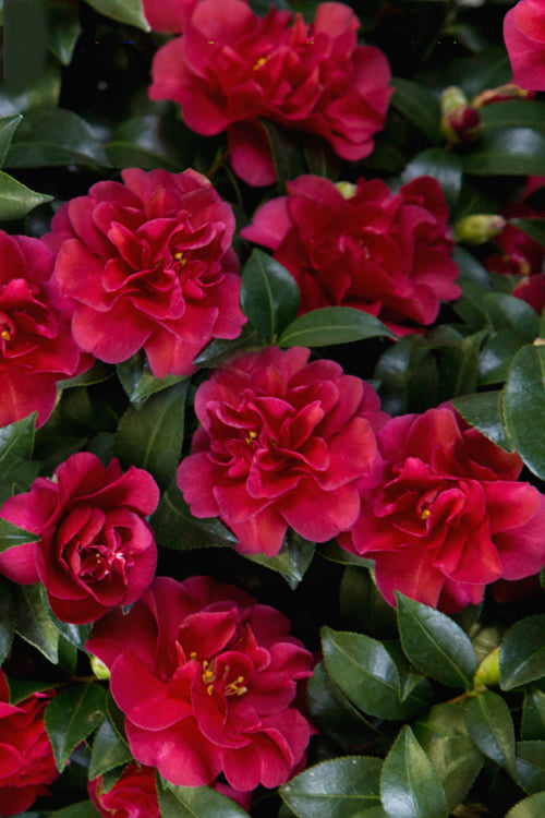  October Magic Ruby Camellia - 7 Gallon Pot
