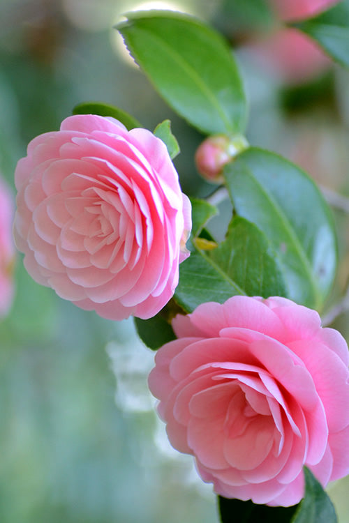  Otome Pink Camellia Japonica - 3 Gallon Pot