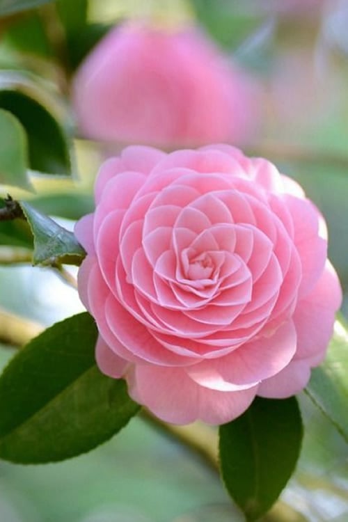  Otome Pink Camellia Japonica - 1 Gallon Pot
