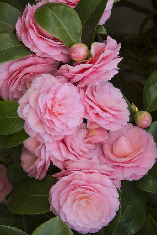  Pearl Maxwell Camellia Japonica - 3 Gallon Pot