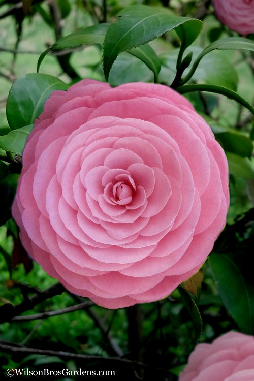  Pearl Maxwell Camellia Japonica - 3 Gallon Pot