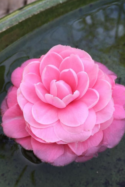  Pearl Maxwell Camellia Japonica - 3 Gallon Pot