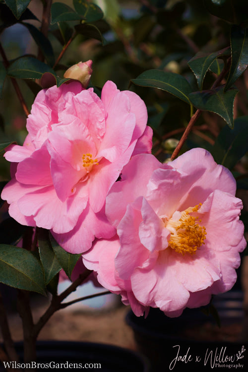  Autumn Pink Icicle Cold Hardy Camellia - 3 Gallon Pot
