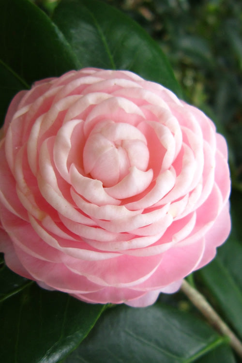  Pink Perfection Camellia Japonica - 3 Gallon Pot