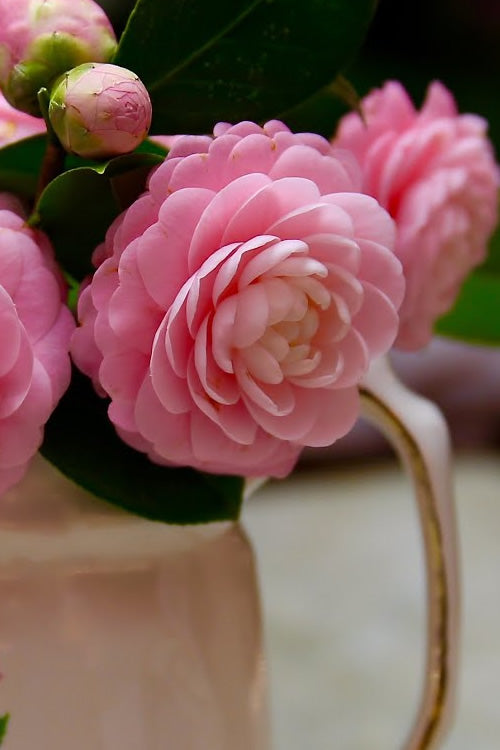  Pink Perfection Camellia Japonica - 1 Gallon Pot
