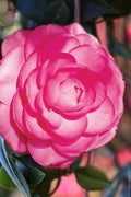  Pink Princess Camellia Japonica - 3 Gallon Pot