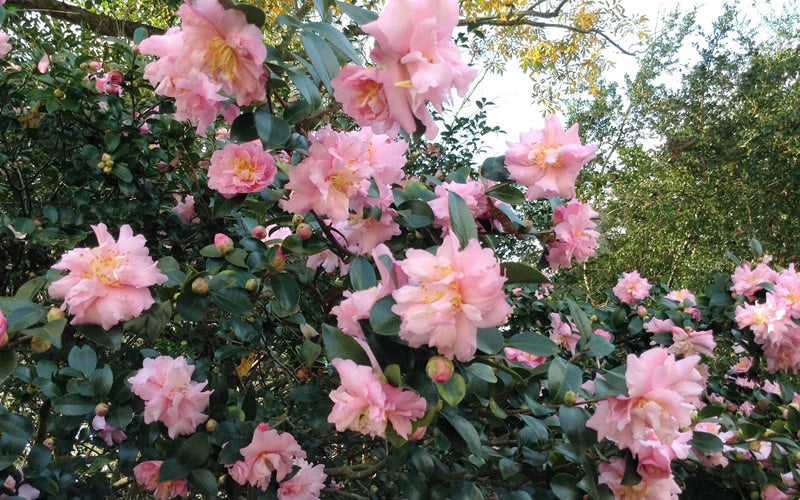  Pink Snow Camellia Sasanqua - 7 Gallon Pot (3-4')