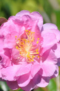  Pink Stella Camellia Sasanqua - 2 Gallon Pot