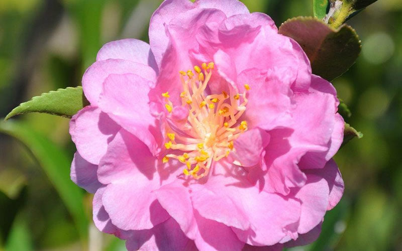  Pink Stella Camellia Sasanqua - 2 Gallon Pot