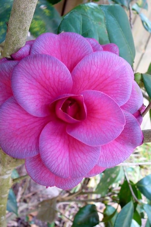  Purple Dawn Camellia Japonica - 3 Gallon Pot