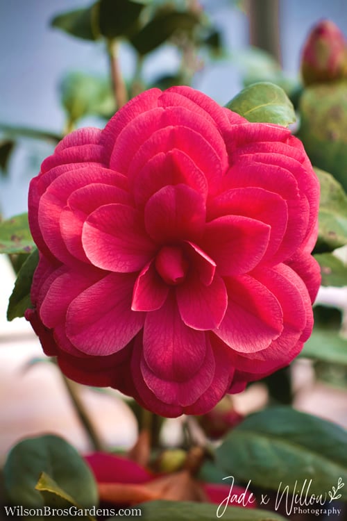  Purple Dawn Camellia Japonica - 3 Gallon Pot