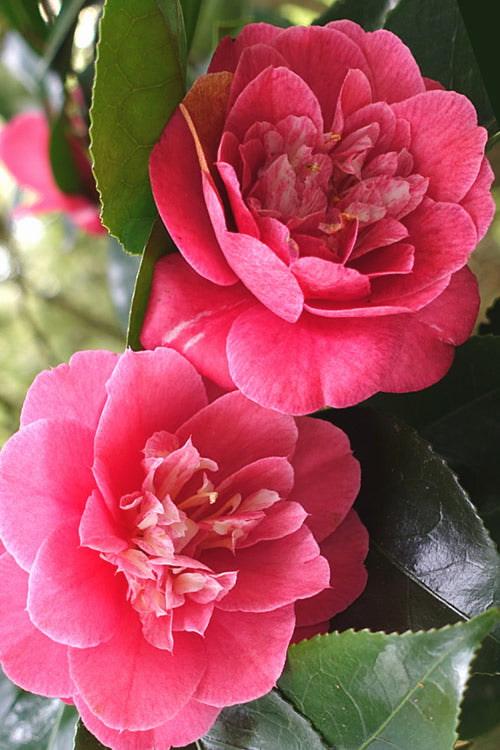  R. L. Wheeler Camellia Japonica - 7 Gallon Pot (3-4')