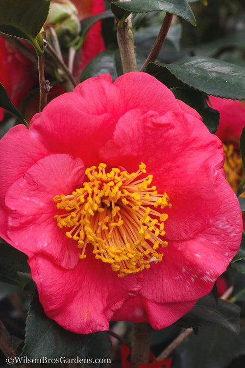  R. L. Wheeler Camellia Japonica - 3 Gallon Pot