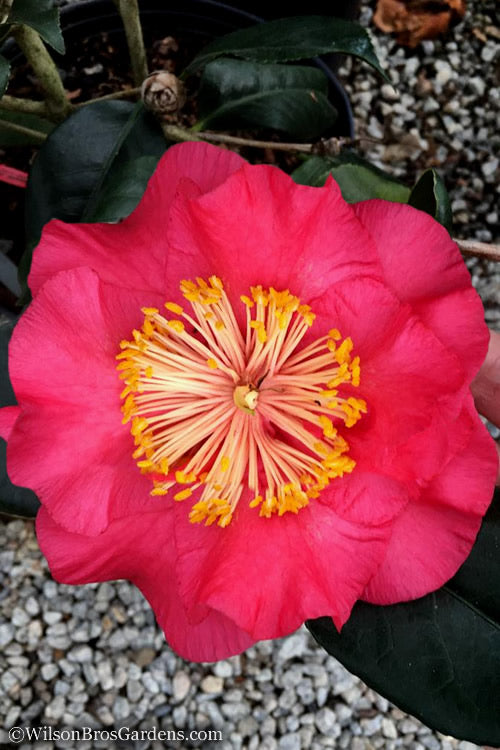  R. L. Wheeler Camellia Japonica - 7 Gallon Pot (3-4')