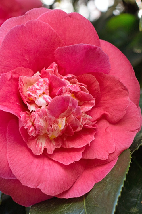  R. L. Wheeler Camellia Japonica - 1 Gallon Pot